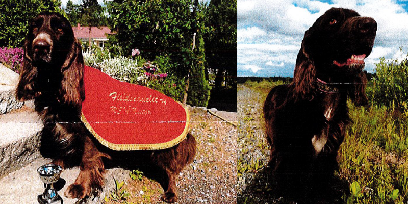 Metsästyskoirien jäljestämiskoe